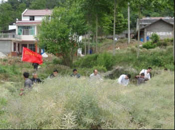 菜子乡人口_菜子花的图片