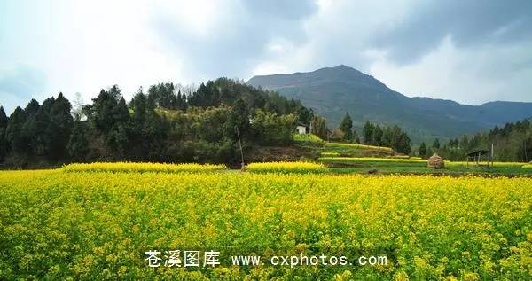 苍溪雍河人口_四川苍溪河地乡车祸