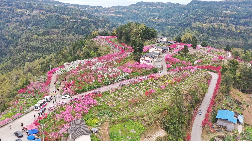 黄猫垭镇圆满举办桃花文化旅游季活动
