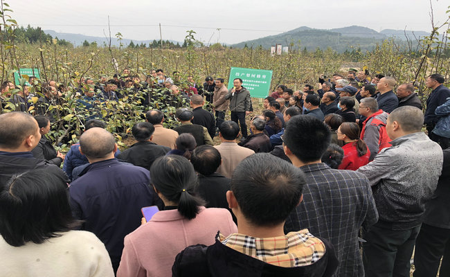 县农业农村<font color='red'>局</font>组织召开苍溪雪梨冬季管理技术培训会