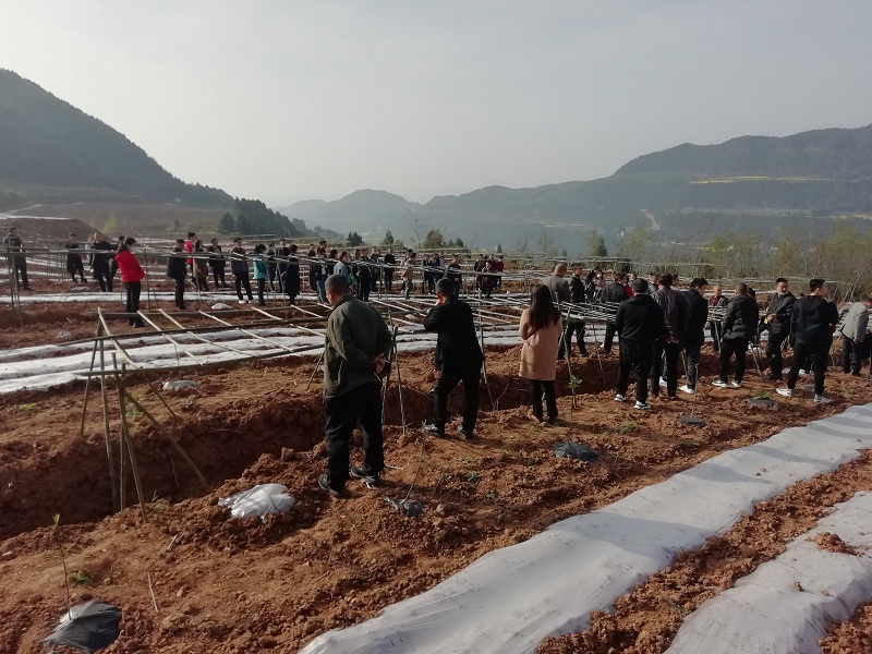 东<font color='red'>青</font>镇召开产业发展“大比武”暨春管技术培训会